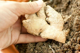 Cách trồng ba loại gia vị thiết yếu tại nhà cực dễ 