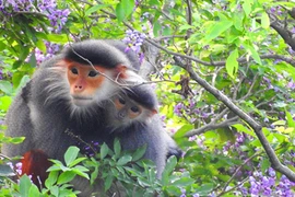 Sống động vọoc ngũ sắc vui đùa ở Sơn Trà