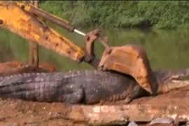 Phát hiện cá sấu quái vật nặng 1 tấn lẩn trốn trong kênh Sri Lanka