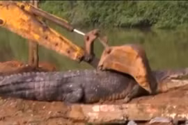 Phát hiện cá sấu quái vật nặng 1 tấn lẩn trốn trong kênh Sri Lanka