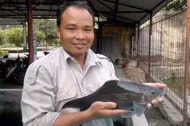 Tin mừng về "ngân hàng" cá tiến vua, anh vũ ở Việt Nam 