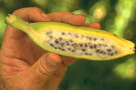 Bài thuốc dân gian “quý hơn vàng” sẽ theo bạn cả đời