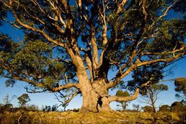 Kinh ngạc cây “mọc” vàng từ lá, xuất hiện nhiều ở Việt Nam