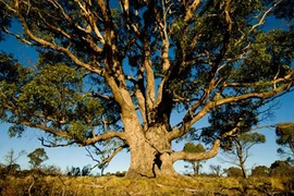 Kinh ngạc cây “mọc” vàng từ lá, xuất hiện nhiều ở Việt Nam