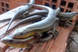 Nuôi "sung dược" rắn mối để tăng sinh lực, chữa vô sinh, đau lưng