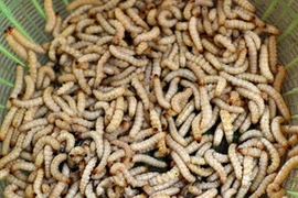 Cận cảnh “săn” sâu măng đưa lên bàn ăn ở Nghệ An