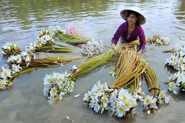 Chùm ảnh: Vẻ đẹp bình dị mà say lòng của An Giang