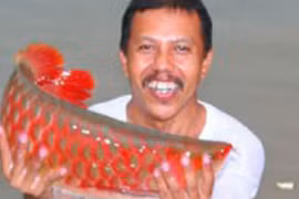 Bí ẩn loài cá thiêng có vẩy đỏ như máu người ở Biển Hồ 