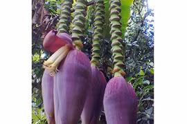 Ngạc nhiên cây chuối trổ buồng vẫn mọc thêm 4 hoa