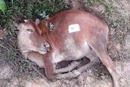 Bàng hoàng nhìn 8 con bò nằm chết bí ẩn trong rừng