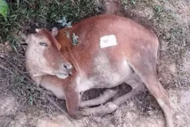 Bàng hoàng nhìn 8 con bò nằm chết bí ẩn trong rừng