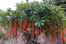 8 cây cảnh phải trồng trong nhà để hút vận may, tài lộc