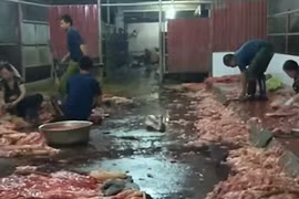 Hành trình mỡ trộn phân, hóa chất bốc mùi hôi thối… lên bàn ăn