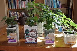 Bất ngờ trồng rau sạch cực dễ bằng vỏ hộp sữa