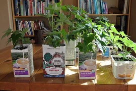 Bất ngờ trồng rau sạch cực dễ bằng vỏ hộp sữa