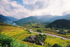 Chùm ảnh: Mùa lúa chín vàng tuyệt đẹp trên miền cao Tú Lệ