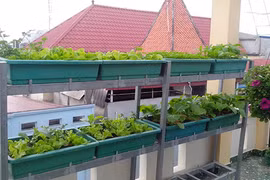 Thán phục chồng đảm trồng rau, nuôi chim, gà trên sân thượng