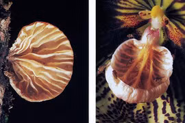 Phong lan “ma cà rồng” biến hóa để thu hút ruồi 