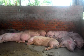 Kinh hãi lợn bị tiêm thuốc an thần trước khi đến lò mổ