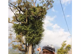 Bí ẩn 'cây thần' khổng lồ ngàn tuổi không dám đến gần ở Sơn La