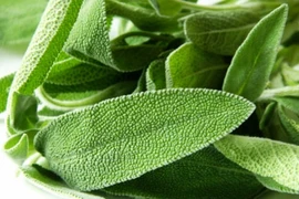 8 loại cây xanh chiêu vận may nên trồng trang trí nhà bếp