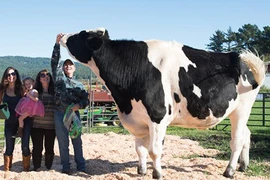 Những lùm cây hình thù kỳ lạ như đến từ thế giới khác