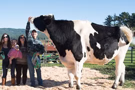 Những lùm cây hình thù kỳ lạ như đến từ thế giới khác