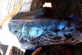 Philippines: Bắt được cá kỳ lạ xăm kín thân