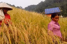 Ở nơi thu hoạch lúa theo hình thức cổ xưa nhất