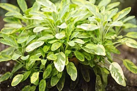 Có những loại rau này cả năm không cần tới thuốc tây