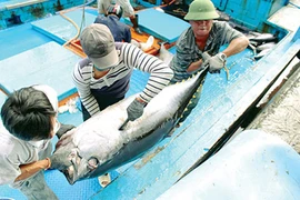 Rộn ràng mùa cá ngừ đại dương