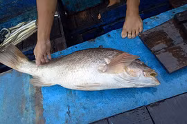 Câu được cá nặng 7 kg nghi là cá sủ vàng ở Vũng Tàu