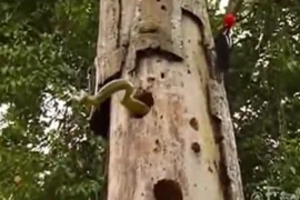 Video: Chim gõ kiến quyết tử với kẻ thù rắn lục cực độc