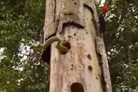 Video: Chim gõ kiến quyết tử với kẻ thù rắn lục cực độc