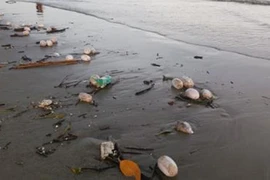 Nhận diện vật thể lạ hôi thối tấn công biển Trà Cổ