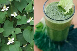 Kinh ngạc công dụng chữa bệnh của một số cây trong vườn nhà