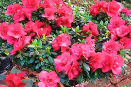 10 cây cảnh nên chưng vào dịp tết để "tiền vào như nước"