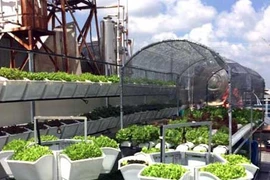 Người sài Thành đầu tư trăm triệu tự trồng rau sạch