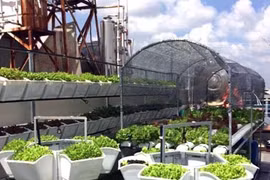 Người sài Thành đầu tư trăm triệu tự trồng rau sạch