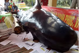 Cá “Bà Chuông” nặng 800 kg dạt vào bờ biển Quảng Ngãi