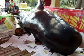 Cá “Bà Chuông” nặng 800 kg dạt vào bờ biển Quảng Ngãi