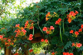 Top cây cảnh làm thay đổi vận khí ngôi nhà 