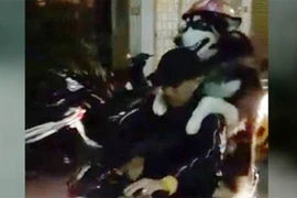 Chó đội mũ bảo hiểm ở Đà Lạt gây sốt báo Anh-Italy