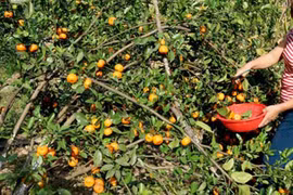 Điểm danh hoa quả quê hút khách dịp Tết