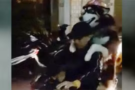 Chó đội mũ bảo hiểm ở Đà Lạt gây sốt báo Anh-Italy