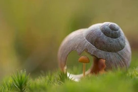 Bái phục 3 con giáp được thần linh phù hộ trọn đời 