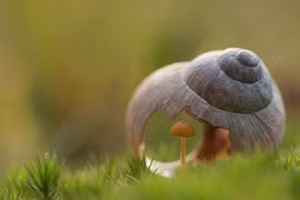 Bái phục 3 con giáp được thần linh phù hộ trọn đời 