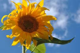 9 thực phẩm thần thánh giúp mẹ bầu sinh thường dễ dàng mà không bị “rạch" 