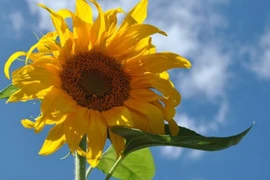 9 thực phẩm thần thánh giúp mẹ bầu sinh thường dễ dàng mà không bị “rạch" 