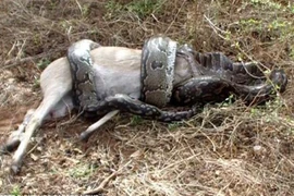 Trăn suýt toi mạng vì định nuốt chửng linh dương